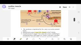 mechanism of cardiac muscle contraction [upl. by Bevus]