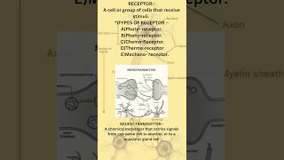 brain signalling l spinal cord l reflex arc l receptors [upl. by Gimpel]