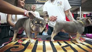 How To Breed French Bulldog Tutorial [upl. by Landing]