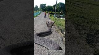 Big Anaconda Snake Chasing Boy video। Vfxgaurav P7 🐍 Shorts [upl. by Nanreh]