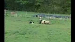 Border Collie Rescue  Sheepdog Training  Gael [upl. by Yramliw955]