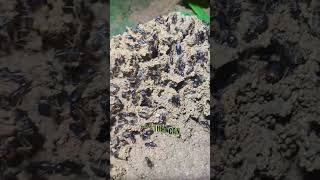 Termites Building Their Home [upl. by Yrehcaz]