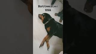 Rottweiler USA  Excellent in Obedience  Friendly absajumon rottweiler [upl. by Jarvey]