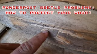 Powderpost Beetle Infestation How To Identify Prevent And Eradicate [upl. by Okeim909]