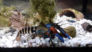 Cherax Blue Claw  Tiger  Zebra  Krebs  Cherax peknyi  Crayfish  Big Boss  Crab Champion [upl. by Misak]