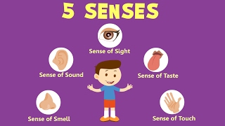 Human Sense Organs  Learn about five Senses [upl. by Kemppe927]