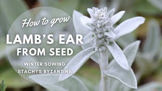 How to Grow Lambs Ear Stachys byzantina from Seed  Winter Sowing  Perennial Garden [upl. by Ahsinut850]