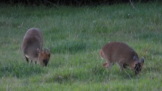 Muntjac Deer female first then a male joins at 415  late evening  12th Sep 2024 1 [upl. by Ahsaret879]