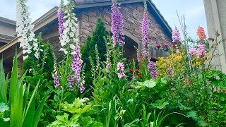 Cottage Garden Flowers  Foxgloves Poppies David Austin Roses [upl. by Ialokin]