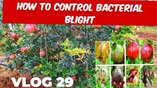 How to control Bacterial blight [upl. by Garges985]