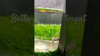 Betta fish treatment 💯bettafishaquariumhobbyshorts [upl. by Cicero708]