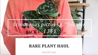 RARE PLANT HAUL AUGUST 2021  Scindapsus pictus Tricolor [upl. by Blackburn]