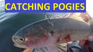 Pogies Menhaden or Bunker How to Catch as Bait for Kayak Fishing Wilderness Systems Tarpon 100 [upl. by Rothschild]