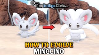 How To Evolve Minccino Into Cinccino In Pokemon Scarlet amp Violet  The Indigo Disk DLC [upl. by Nilauqcaj]