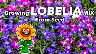 Growing Lobelia Mix From Seed  Lobelia Seeds How To Grow [upl. by Mareld]