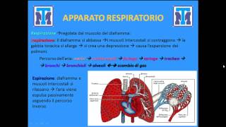 Test Medicina 2022 Biologia  Anatomia e Fisiologia degli animali e delluomo Parte 1 [upl. by Nosliw]