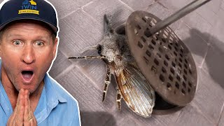 MASSIVE DRAIN FLY INFESTATION How to get rid of drain fliesFOR GOOD [upl. by Alhan]