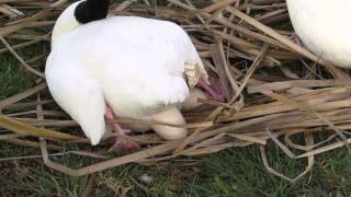 CISNE DE CUELLO NEGRO Cygnus melancoryphus [upl. by Milla]