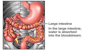 How Food Travels Through The Body Video  How Digestive System Works Animation Peristalsis Movement [upl. by Bor]