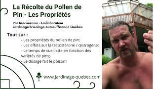 RÉCOLTER LE POLLEN DE PIN  LES PROPRIÉTÉS [upl. by Frierson]