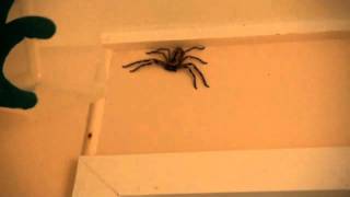 How to catch a Huntsman Spider [upl. by Nednal930]