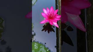 Nymphaea tetragona Lilly is an aquatic perennial flowering plant family Nymphaeaceae [upl. by Bren]