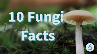 10 Fantastic Fungi Facts 🍄 [upl. by Bunting]