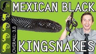 Mexican Black Kingsnake The Best Pet Snake [upl. by Drofiar]