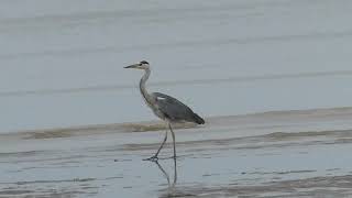 Grey Heron Ardea cinerea [upl. by Roddie]