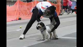 Organized Chaos 2024 Flyball tournament [upl. by Macnair673]