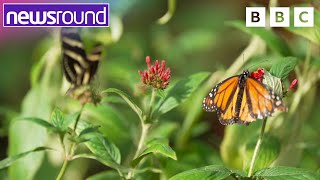 Butterfly populations UK Whats happening and why should we care  Newsround [upl. by Leirraj]