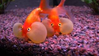 Bubble Eye  Goldfish [upl. by Eical]