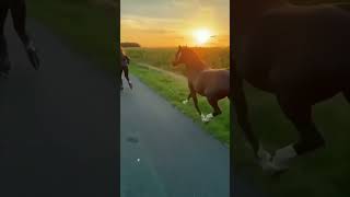 Lindos caballitos 🐴 caballos funny cuteanimals [upl. by Ecinwahs998]