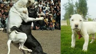 Fighter bully dog pets in pakistan [upl. by Romie310]