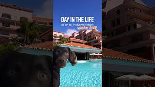 DAY IN THE LIFE at an ALL INCLUSIVE RESORT meme dogs travel travelmeme dogmemes [upl. by Natek]