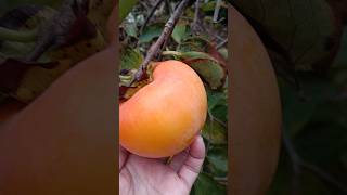 PERSIMMON ♥️♥️♥️😋😍👍✅🇮🇹satisfying fruit yummynature [upl. by Giarg]