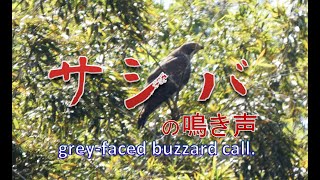 サシバの鳴き声 greyfaced buzzard call [upl. by Nnhoj]