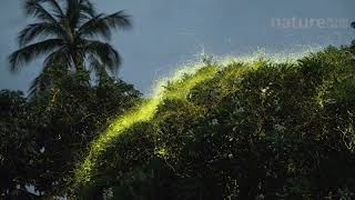 Timelapse of fireflies Lampyridae flying around a tree Bicol Philippines [upl. by Abbotsun66]