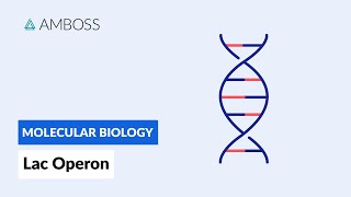 Prokaryotic Gene Regulation Lac Operon [upl. by Slemmer]