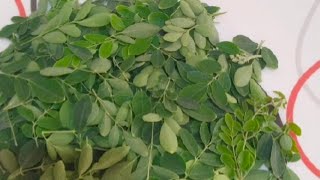 Benefits of Moringa leaves [upl. by Accem568]