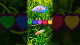 How to Breed Betta Fish at Home [upl. by Erving]