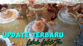 Kelulut fimbriata lebah trigona termahal dan langka [upl. by Eetnwahs309]