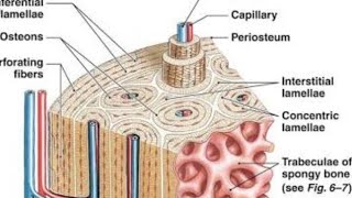 Haversian system [upl. by Mrots]