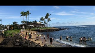 quotSnorkel Poipuquot on Lawai Beach on Lawai Road Shallow warm water Famous for snorkeling [upl. by Faydra]