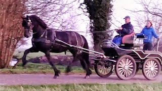 Friesian horse Vrija fan de GoÃ«ngamieden Alke x Sibald [upl. by Mayes]