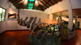 Museo de las Ballenas Samaná  Dominican Treasures [upl. by Selim]