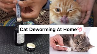 Cat Deworming🪱At Home 🏡 Bob Rusty Aura ki deworming meowmeade catdeworming catvlogs [upl. by Guilbert]