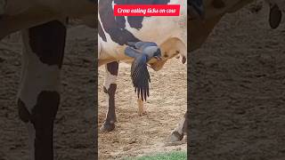 Crow Eating Ticks Off Cowscrow crowlovers birds shortsfeed viral shorts Suramya Mitra [upl. by Ja]