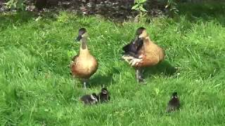 Wandering Whistling Ducks [upl. by Nolra471]