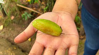 Fruit for Diabetes Mellitus  Bilimbi Cucumber sorrel fruits [upl. by Hutton792]